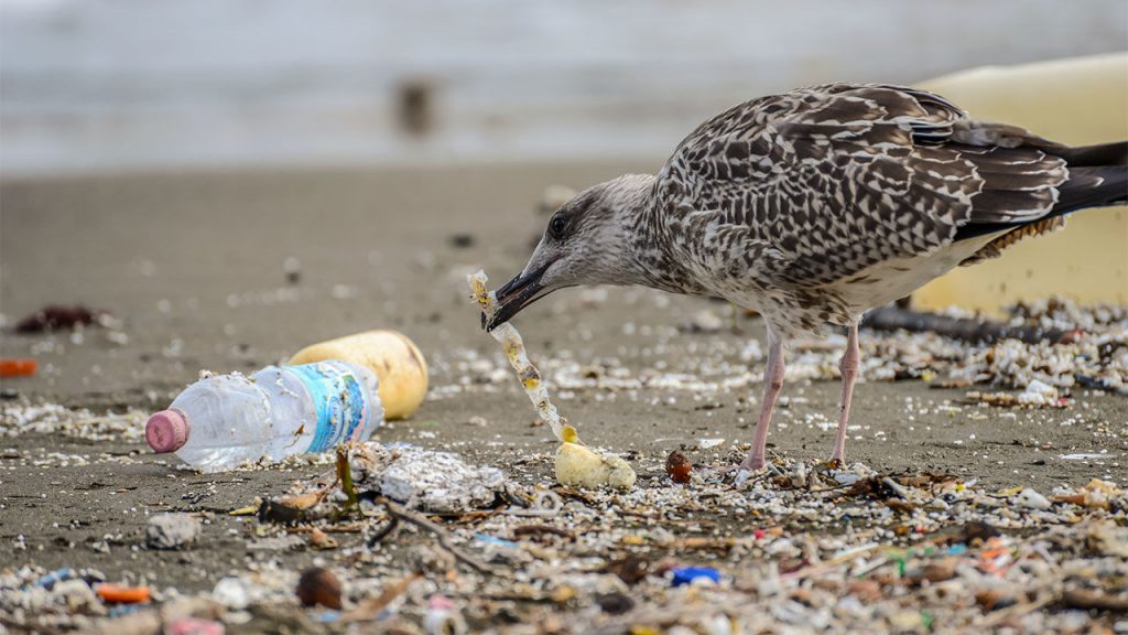 A bird picks up a piece of plastic on a polluted beach