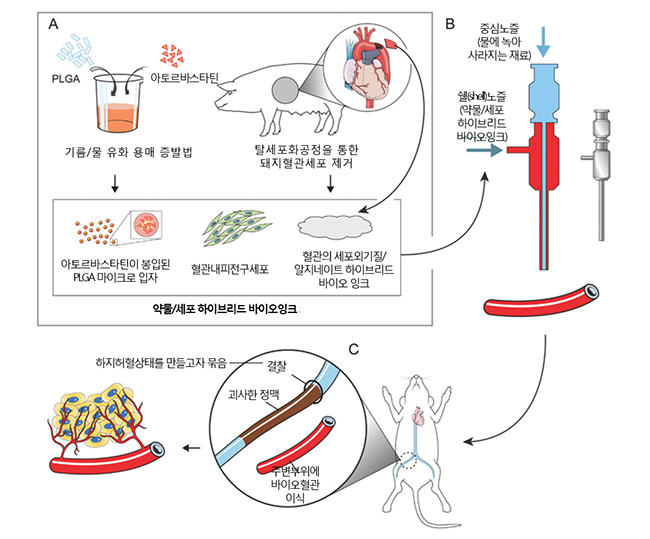  인공혈관 이식 실험 모식도