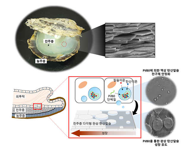  포스텍-충남대 공동연구팀이 진주층 형성 메커니즘을 규명해냈다.