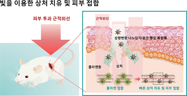 빛을 이용한 상처 치유 및 피부 접합