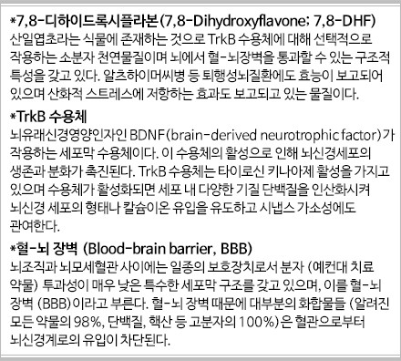 7,8-디하이드록시플라본(7,8-Dihydroxyflavone; 7,8-DHF) 산일엽초라는 식물에 존재하는 것으로 TrkB 수용체에 대해 선택적으로 작용하는 소분자 천연 물질이며 뇌에서 혈-뇌장벽을 통과할 수 있는 구조적 특성을 갖고 있다. 알츠하이머씨병 등 퇴행성뇌질환에도 효능이 보고되어있으며 산화적 스트레스에 저항하는 효과도 보고되고있는 물질이다. *TrkB수용체 뇌유래신경영양인자인BDNF(brain-derived neurotrophic factor)가 작용하는 세포막 수용체이다. 이 수용체의 활성으로 인해 뇌신경세포의 생존과 분화가 촉진된다. TrkB수용체는 타이로신 키나아제 활성을 가지고 있으며 수용체가 활성화되면 세포 내 다양한 기질 단백질을 인산화시켜 뇌신경 세포의 형태나 칼슘이온 유입을 유도하고 시냅스 가소성에도 관여한다 *혈-뇌 장벽(Blood-brain barrier,BBB) 뇌조직과 뇌모세혈관 사이에는 일종의 보호장치로서 분자(예컨대 치료약물) 투과성이 매우낮은 특수한 세포막 구조를 갖고 있으며, 이를 혈-뇌 장벽(BBB)이라고 부른다. 혈-뇌 장벽 때문에 대부분의 화합물들(알려진 모든 약물의 98%, 단백질, 핵산 등 고분자의 100%) 혈관으로부터 뇌신경계로의 유입이 차단된다.