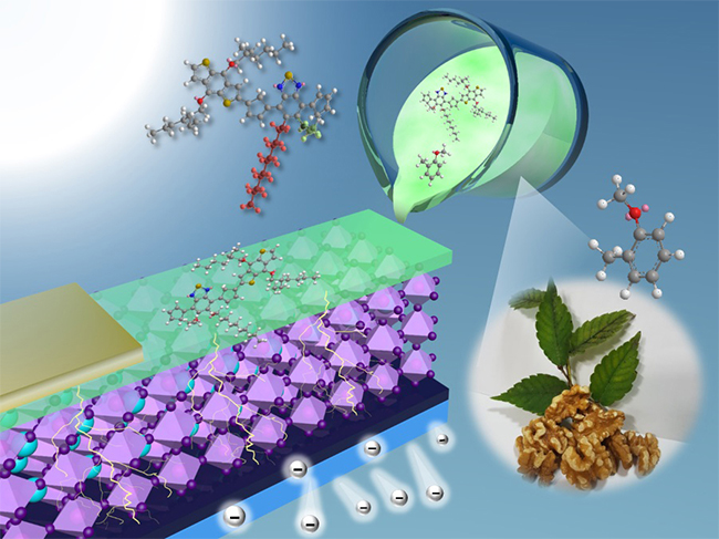 비대칭 정공전달물질이 호두향이 나는 식품첨가제에 녹아 태양전지에 코팅되는 모습.