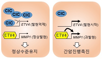 CIC가 ETV4 발현을 억제하면 ETV4가 MMP1을 정상발현 시켜 정상 수준을 유지할 수 있지만(왼쪽), CIC가 줄어들면 ETV4가 발현 되고, ETV4의 발현은 MMP1을 과발현 시켜 간암 진행을 촉진시킨다.