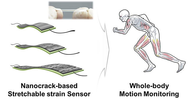 nanocrack-based stretchable strain sensor whole-body motion monitoring