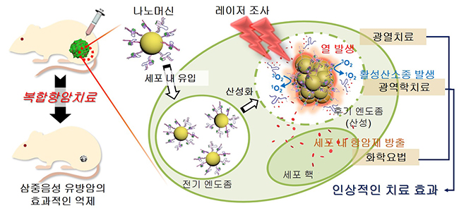 복합항암치료(화학요법, 광열치료, 광역학치료)를 위한 나노머신의 세포 내 메커니즘