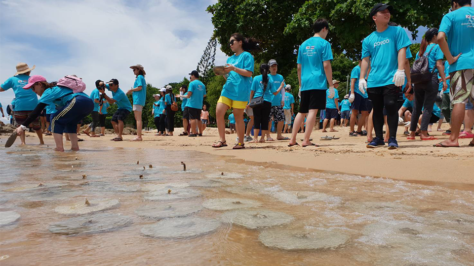 태국 산호초 심기 봉사활동 모습 
