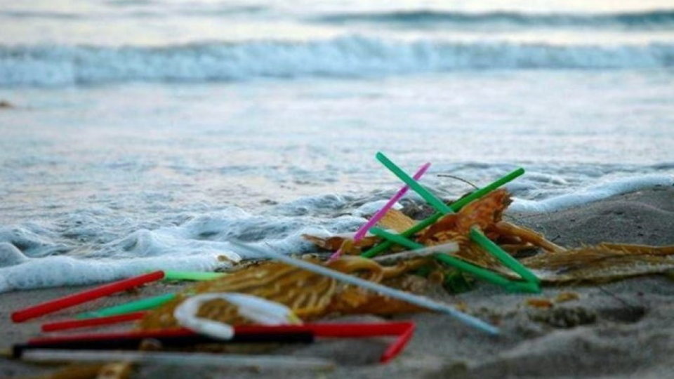 해안으로 밀려들어온 플라스틱 빨대 쓰레기