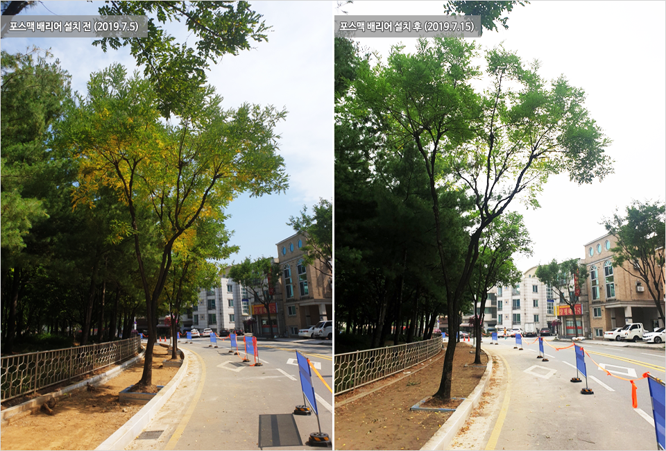 왼쪽, 2019년 7월 5일 포스맥 배리어 설치 전의 나무 사진. 오른쪽 2019년 7월 15일 포스맥 배리어 설치 후의 나무 사진. 잎의 색깔이 푸르게 변해있는 모습.