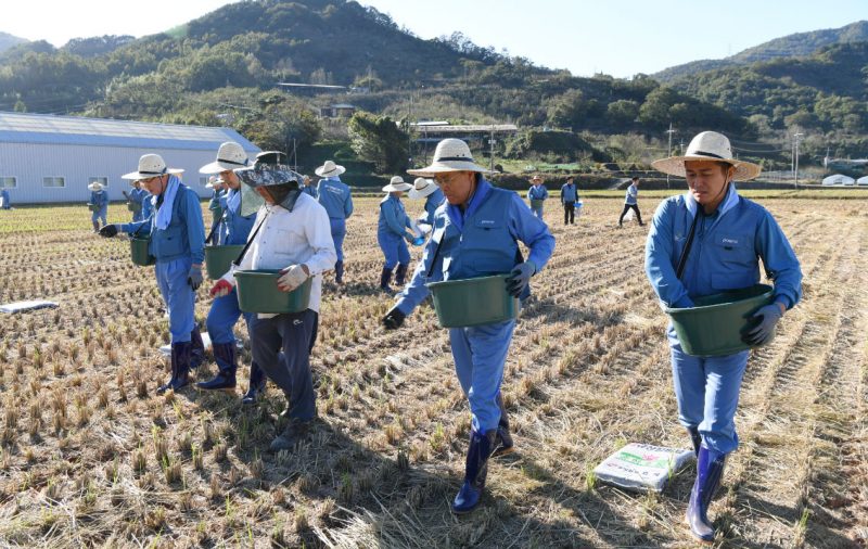 포스코 최정우 회장(사진 가운데)이 직원들과 함께 10월 30일 전남 광양시 진월면에서 ‘규산질 슬래그 비료 뿌리기 봉사활동’을 하는 모습
