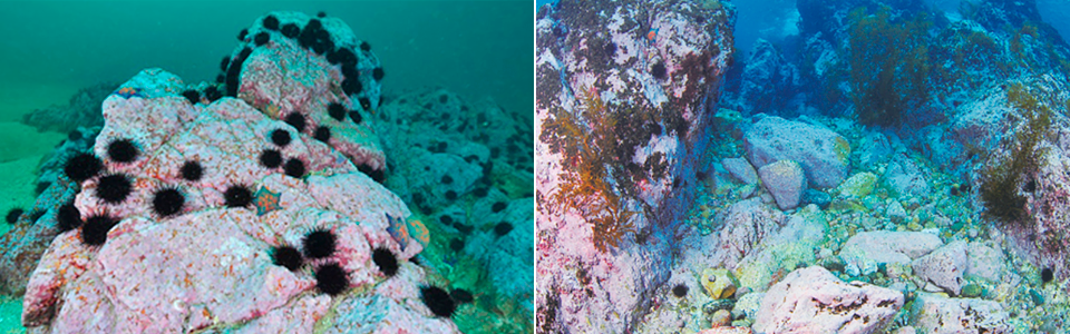 미역 등 해조류가 사라진 암반을 분홍색 석회조류가 뒤덮고 그 위에 성게들이 살고 있는 갯녹음 현상(왼쪽)과 이로 인해 사막처럼 변한 암반(오른쪽)