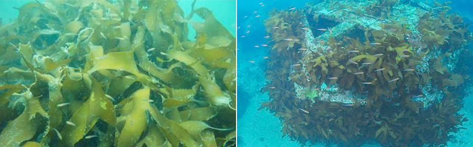 전남 여수시 거문도 어장에 설치된 트리톤에 다양한 해조류가 무성하게 자라고 있는 모습