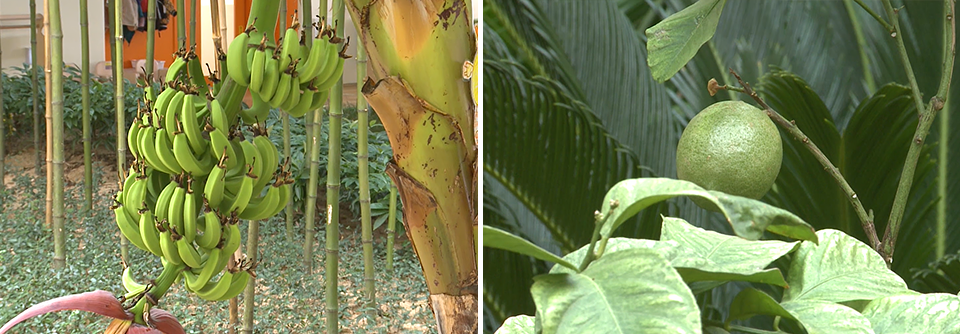 (왼쪽) 초록빛의 바나나 나무 모습. (오른쪽) 초록빛의 레몬 나무 모습.