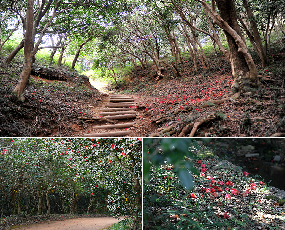 첫번째 사진은 나무 계단과 함께 동백나무 숲으로 이루어진 산의 전경의 모습이고, 아래 왼쪽은 동백꽃이 핀 숲의 모습, 오른쪽은 땅에 떨어진 동백꽃송이들을 찍은 사진이다.