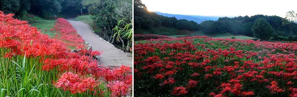 왼쪽은 붉은꽃이 거리에 흐드러지게 피어있는 모습이며, 오른쪽은 붉은 꽃이 만연한 들판을 노을이 질때 찍은 모습이다.