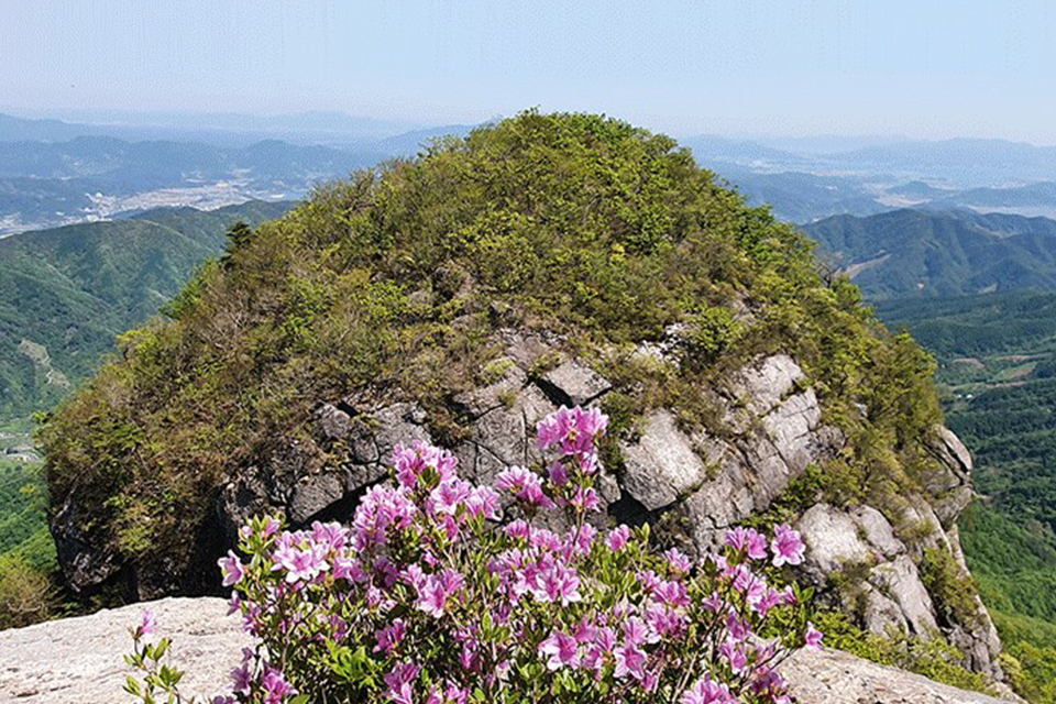 산 정상에 분홍색 꽃이 핀 모습을 찍은 사진이다.