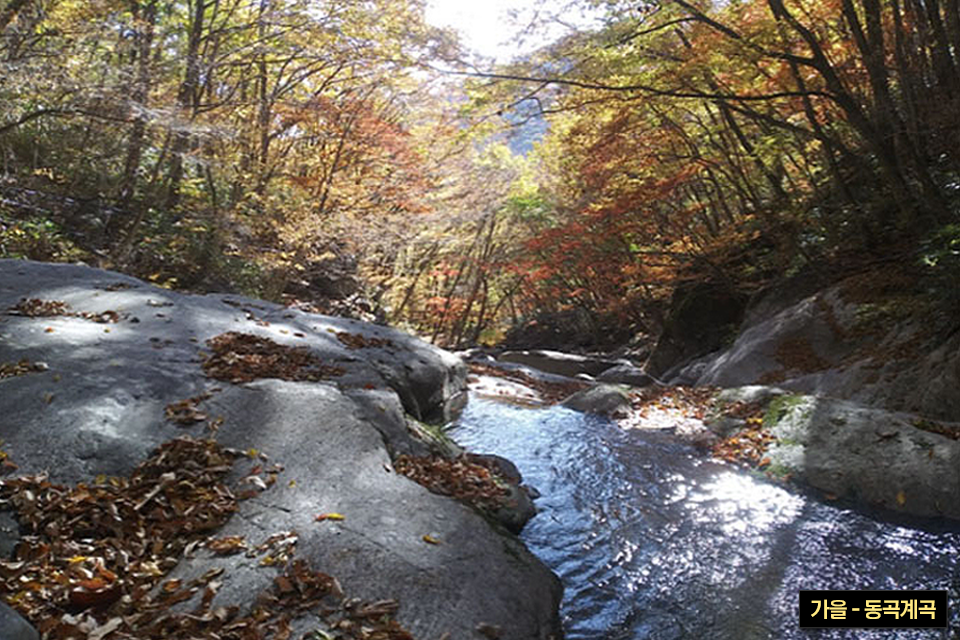 붉게 단풍이 된 나무들 사이로 물이 흐르는 계곡의 모습으로 우측 하단에 가을-동곡계곡이라는 캡션이 들어가 있다.