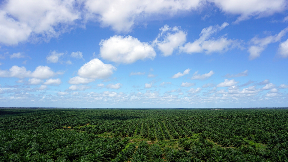 ▲ 포스코인터내셔널 인도네시아 팜 농장 전경이다. 푸른 하늘 아래 팜 농장이 드넓게 펼쳐져 있다. 