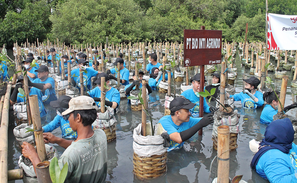 많은 사람들이 맹그로브 숲 공원(Taman Wisata Alam Mangrove)에서 맹그로브 묘목 식재활동을 진행하고 있는 모습 이다..