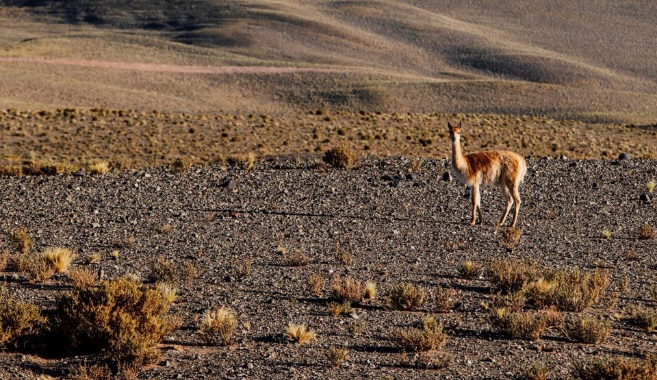 아르헨티나 염호 인근에 서식 중인 멸종위기종 비쿠냐(vicuna)가 카메라를 바라보고 있는 모습이다. 