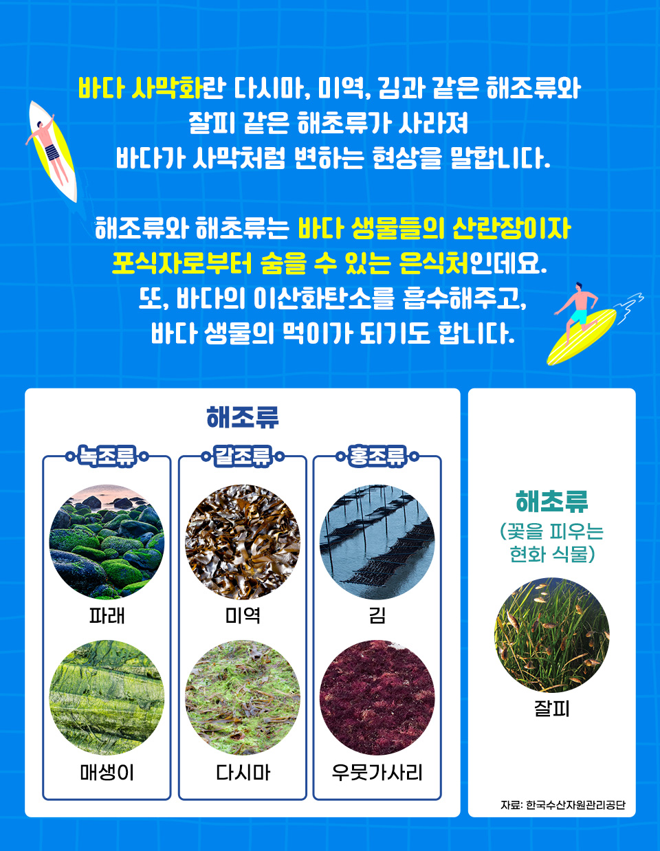 바다 사막화란 다시마, 미역, 김과 같은 해조류와 잘피 같은 해초류가 사라져 바다가 사막처럼 변하는 현상을 말합니다. 해조류와 해초류는 바다 생물들의 산란장이자 포식자로부터 숨을 수 있는 은식처인데요. 또, 바다의 이산화탄소를 흡수해주고, 바다생물의 먹이가 되기도 합니다. 해조류는 녹조류, 갈조류, 홍조류로 나뉩니다. 녹조류에는 파래, 매생이가 있습니다. 갈조류에는 미역, 다시마가 있습니다. 홍조류에는 김, 우뭇가사리가 있습니다. 해초류는 꽃을 피우는 현화 식물로 잘피가 있습니다. 해당 자료는 한국수산자원관리공단을 바탕으로 합니다. 