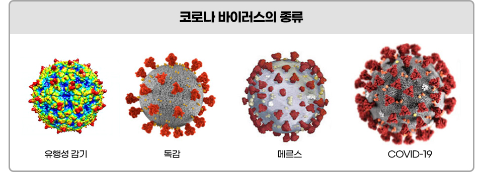 코로나 바이러스의 확대 사진과 종류를 표기한 표. 유행성 감기, 독감, 메르스, 코로나(COVID-19) 바이러스의 확대 사진이 들어있고 각각 아래 이름이 표기돼 있다. 