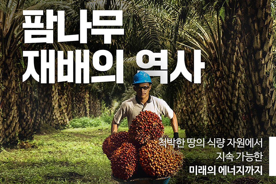 팜나무 재배의 역사, 척박한 땅의 식량 자원에서 지속가능한 미래의 에너지까지, 농장 직원이 팜나무 열매를 리어카에 가득 싣고 가는 이미지