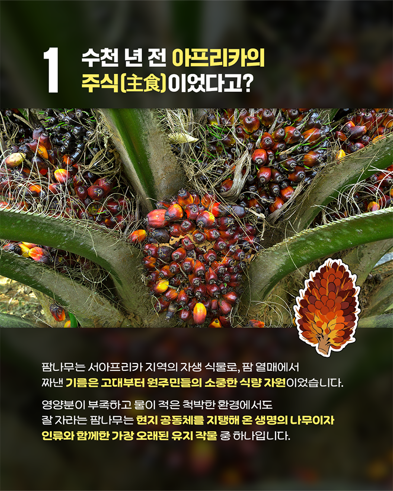 [팜 열매 이미지] 1 수천 년 전 아프리카의 주식(主食)이었다고? 팜나무는 서아프리카 지역의 자생 식물로, 팜 열매에서 짜낸 기름은 고대부터 원주민들의 소중한 식량 자원이었습니다. 영양분이 부족하고 물이 적은 척박한 환경에서도 잘 자라는 팜나무는 현지 공동체를 지탱해 온 생명의 나무이자 인류와 함꼐한 가장 오래된 유지 작물 중 하나입니다. 